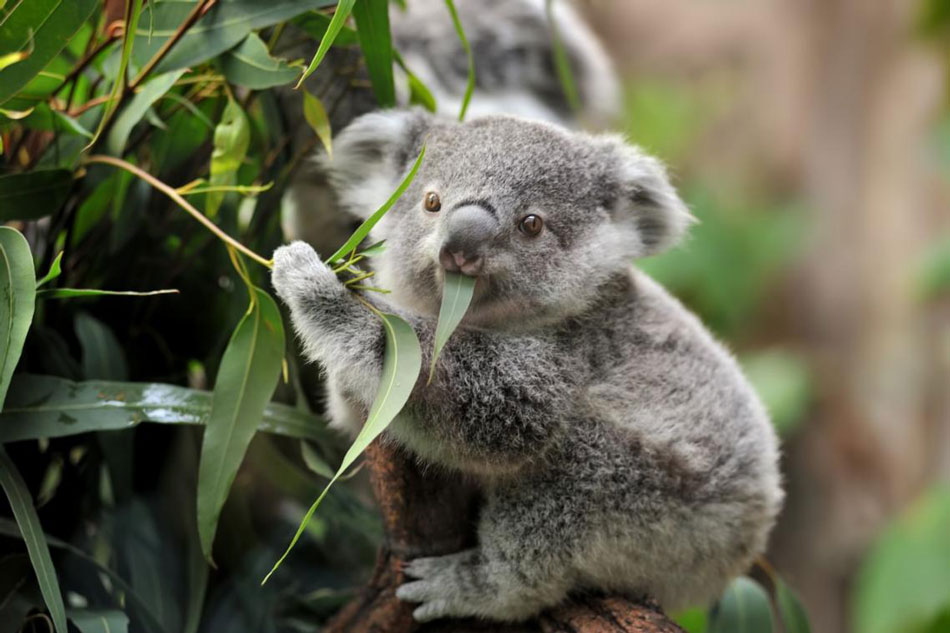 koala_extinto